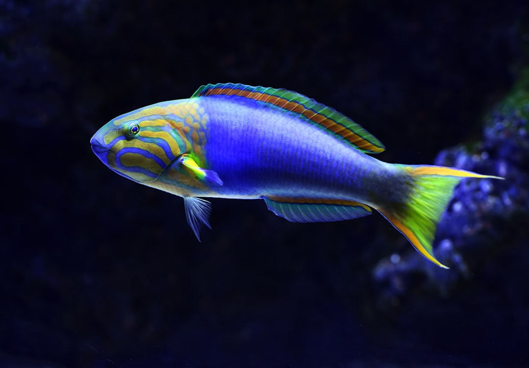 Fish.