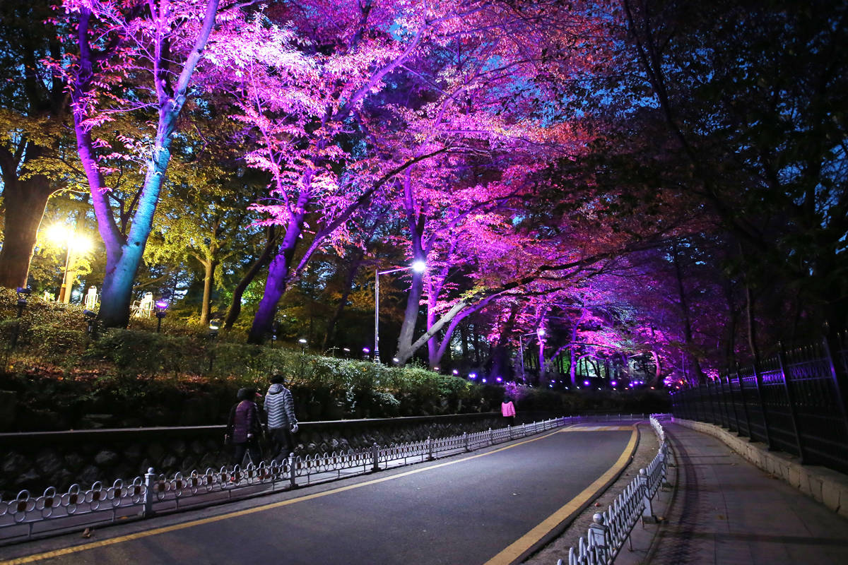 자유공원 벚꽃길 야경 사진