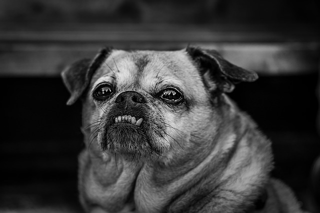 나이 많은 노령견의 모습