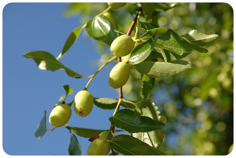 대추 섭취 시 주의사항
