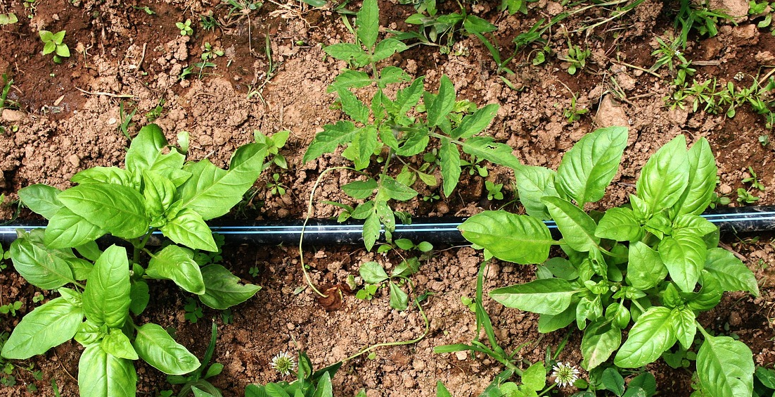 흙에 심어져 있는 토마토와 바질 사진