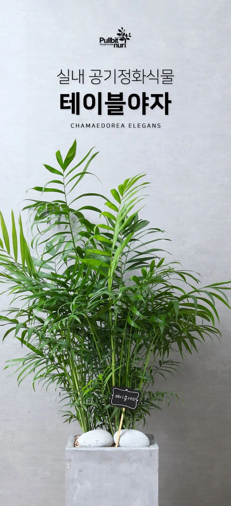 테이블야자 키우기 물주기 실내위치 통풍관리 사무실과 집 모두 적용_9