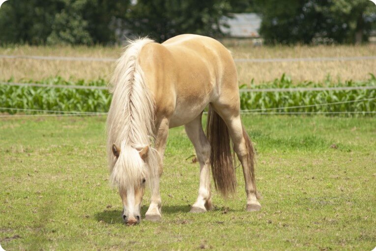 야외에서 풀을 뜯고 있는 말의 모습