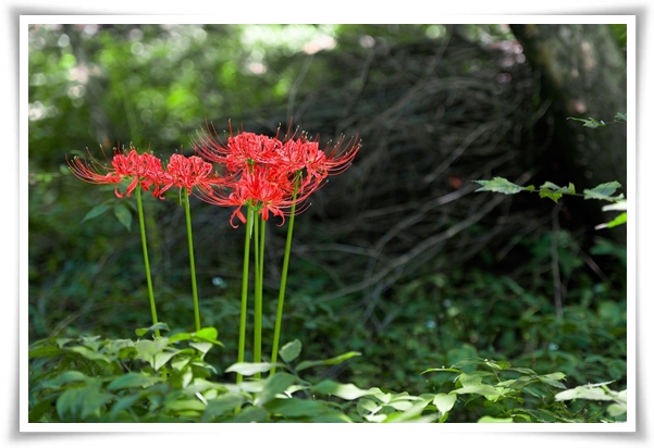 "상사화" 이루어질 수 없는 사랑의 꽃, 그 아름다움과 가치!