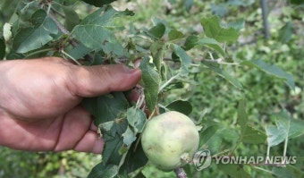 우박·냉해·폭염 삼중고
