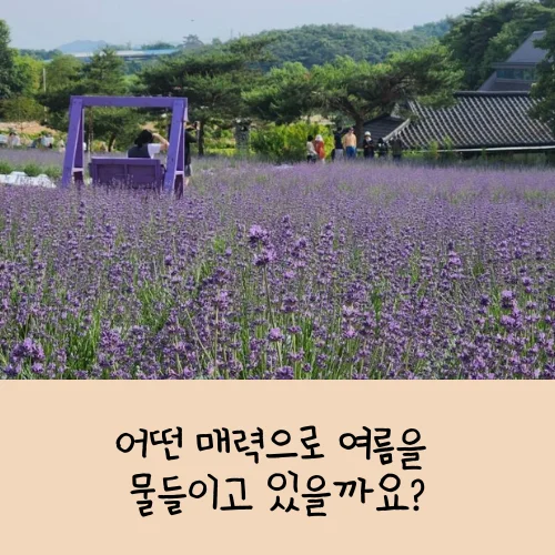 고창청농원 라벤더 축제