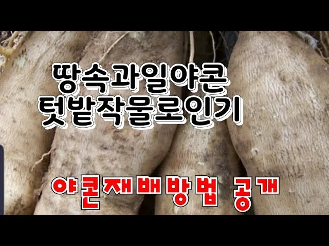 야콘 재배 덩이 비대 관리 토양 갈기 저장 요령_5