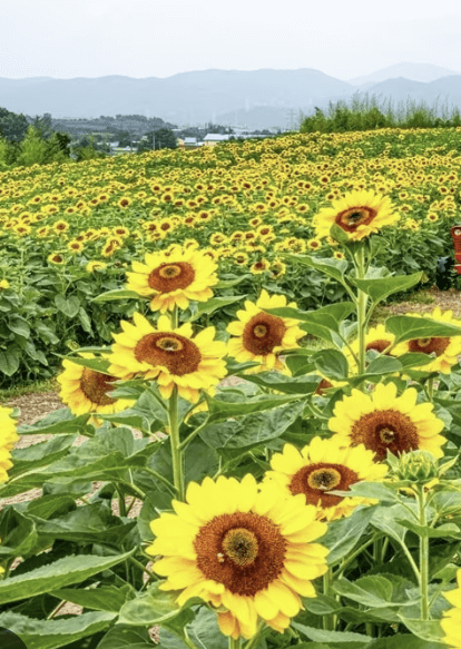해바라기 축제