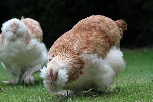 닭의 코는 무용지물일까? 닭의 후각 능력 분석