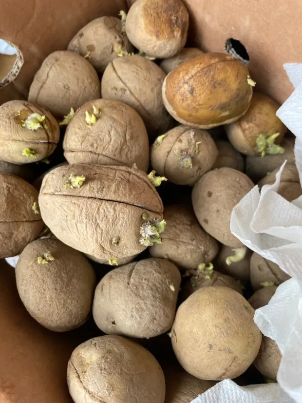 감자 재배 심는간격 상토 선택 배수 관리_5