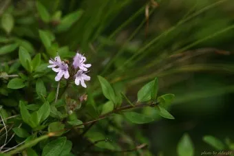 백리향 키우는 법 집에서 재배법 꿀팁_7