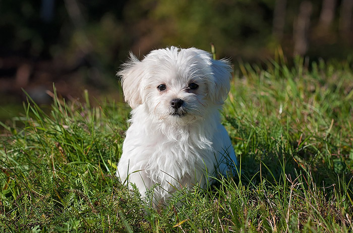 펫-보험-강아지-보험-가입-추천-보험-종류,-가격