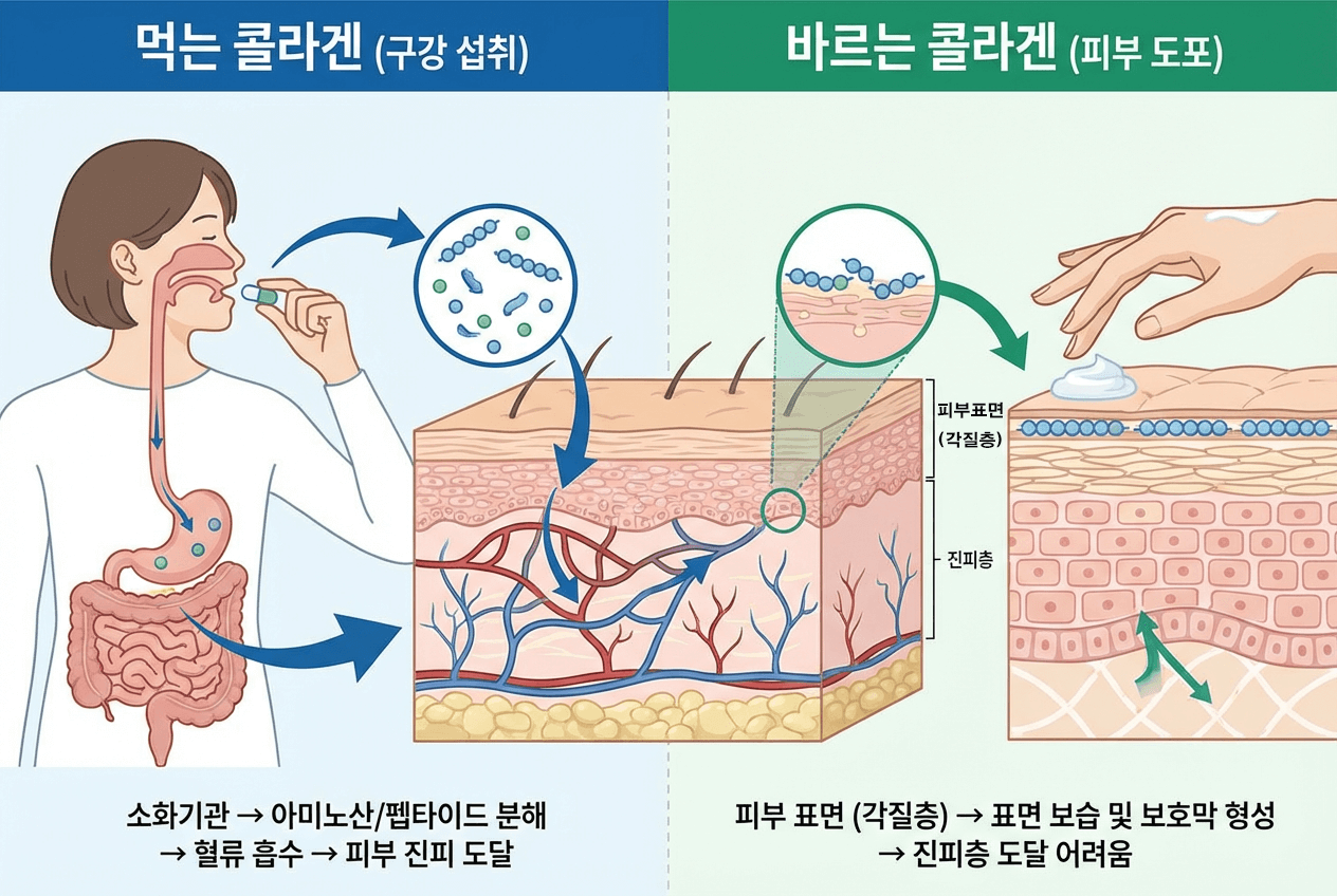 먹는 콜라겐과 바르는 콜라겐의 흡수 경로 비교 인포그래픽, 먹는 콜라겐은 소화기관에서 혈류로 바르는 콜라겐은 피부 표면에 머무는 모습을 시각화한 이미지