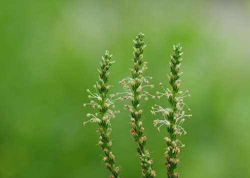 차전자피의 효능 핵심은 '이것'