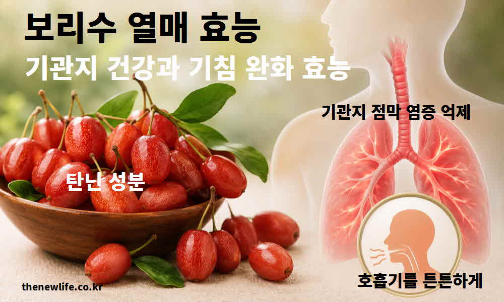 보리수 열매 효능 기관지 건강 기침 완화