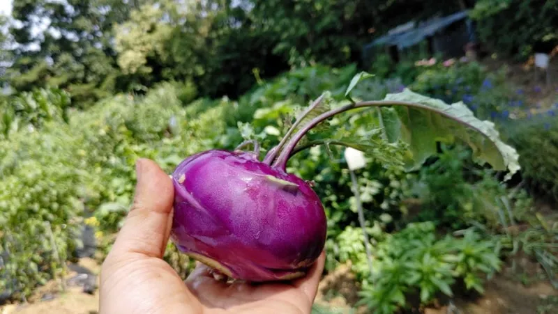 콜라비 재배 모종 선택 빛 관리 당도 높이기_9