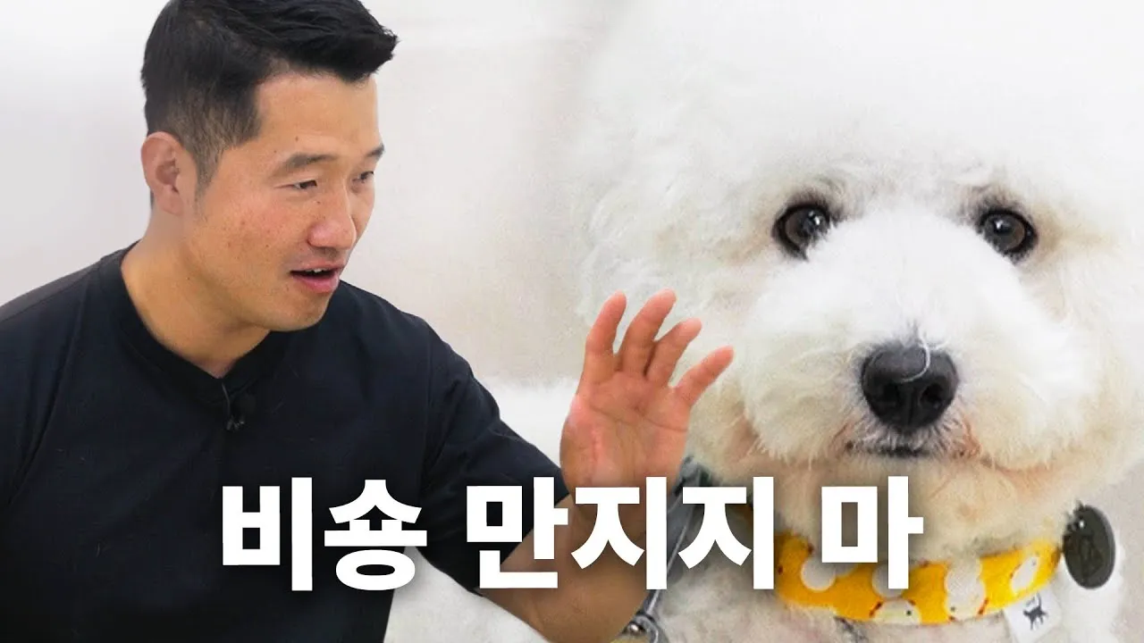 비숑 프리제 분양가격 종류 미니비숑 성격_5