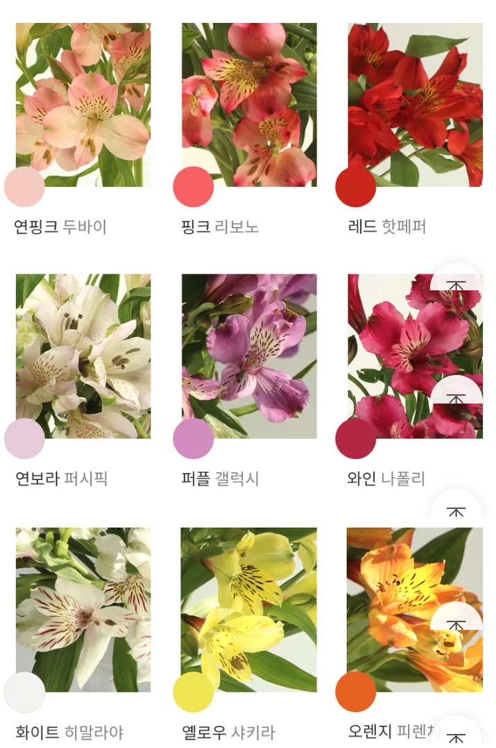 알스트로메리아 종류