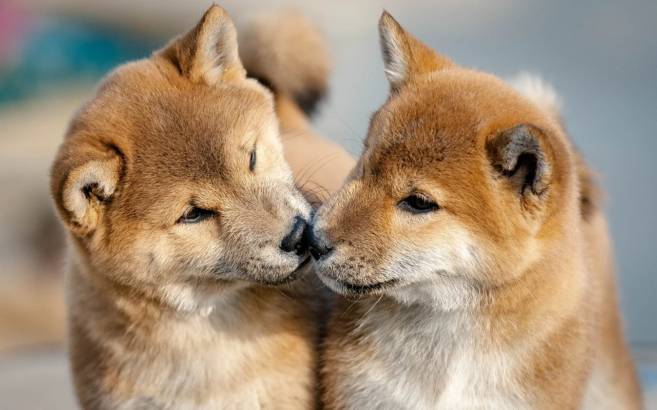 2026년 개정 반려동물 동반 출입 음식점 위생 및 안전관리 매뉴얼 핵심 정리