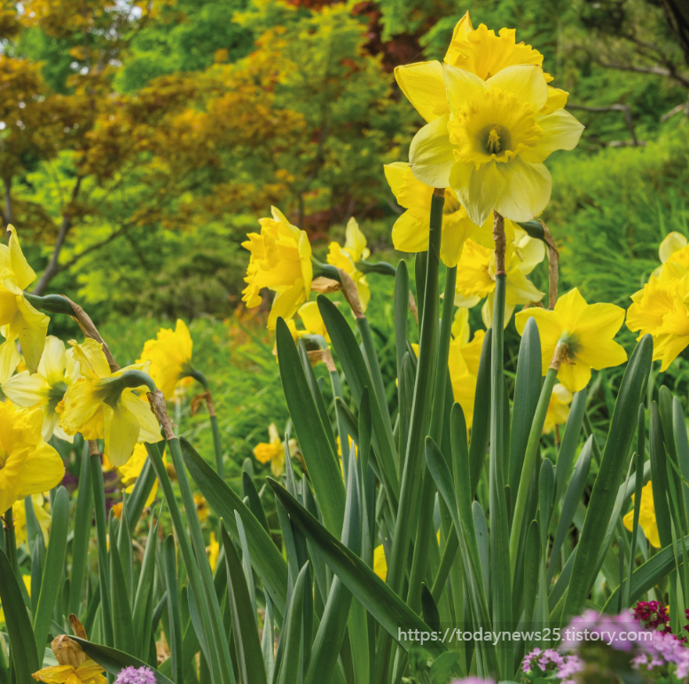  화담숲 봄 예약