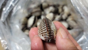 꼬막 효능 부작용