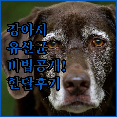 강아지 장 건강 영양제 유산균 추천 ..