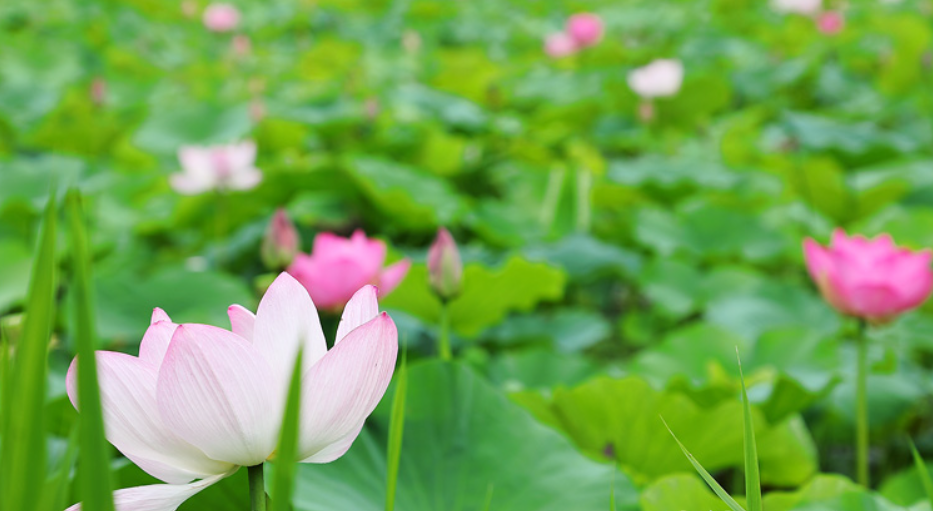 양평 세미원 수목원