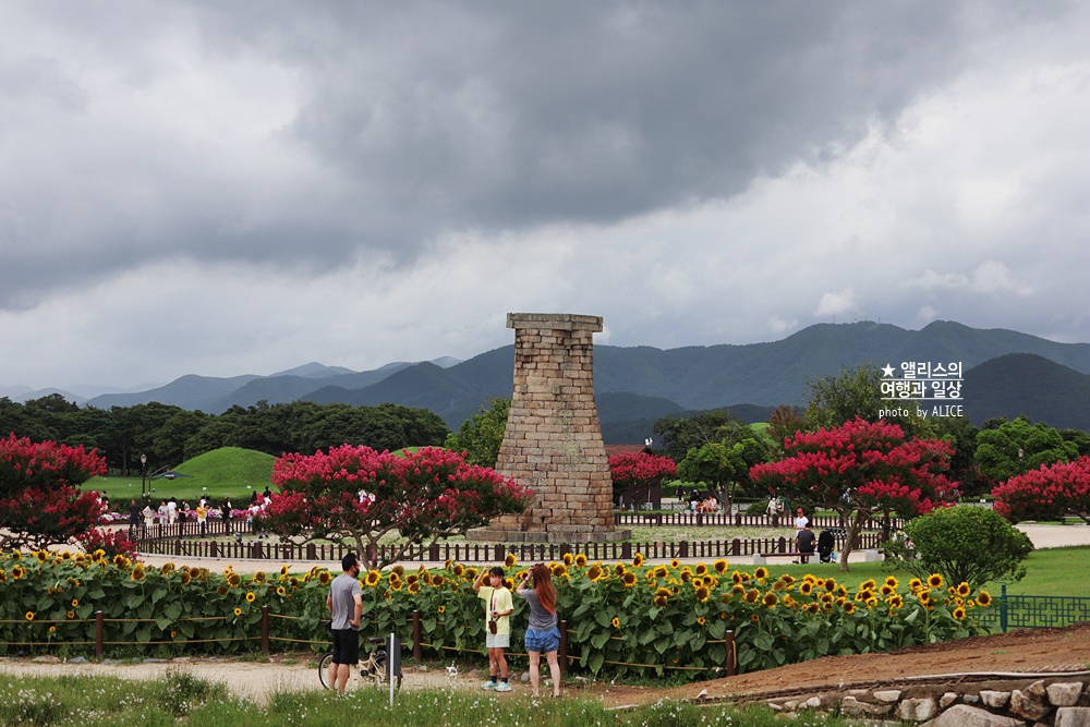 경주 해바라기 명소 , 경주 해바라기 밭 위치 모음, 7~8월 경주 여름 가볼만한곳, 첨성대