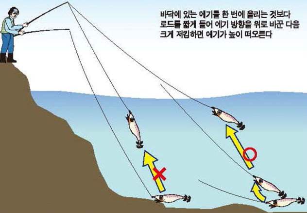 무늬오징어 시즌 지역별 동해 남해 부산 울릉도 포항 제주도 에기 에깅 낚시 총정리 2