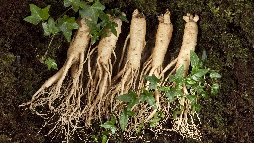 기력회복 음식 중 인삼은 천연 에너지를 공급해줍니다.