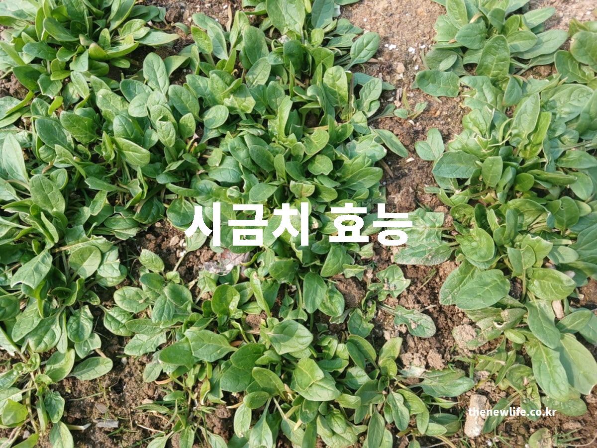 시금치 효능을 설명하는 대표 실사진
