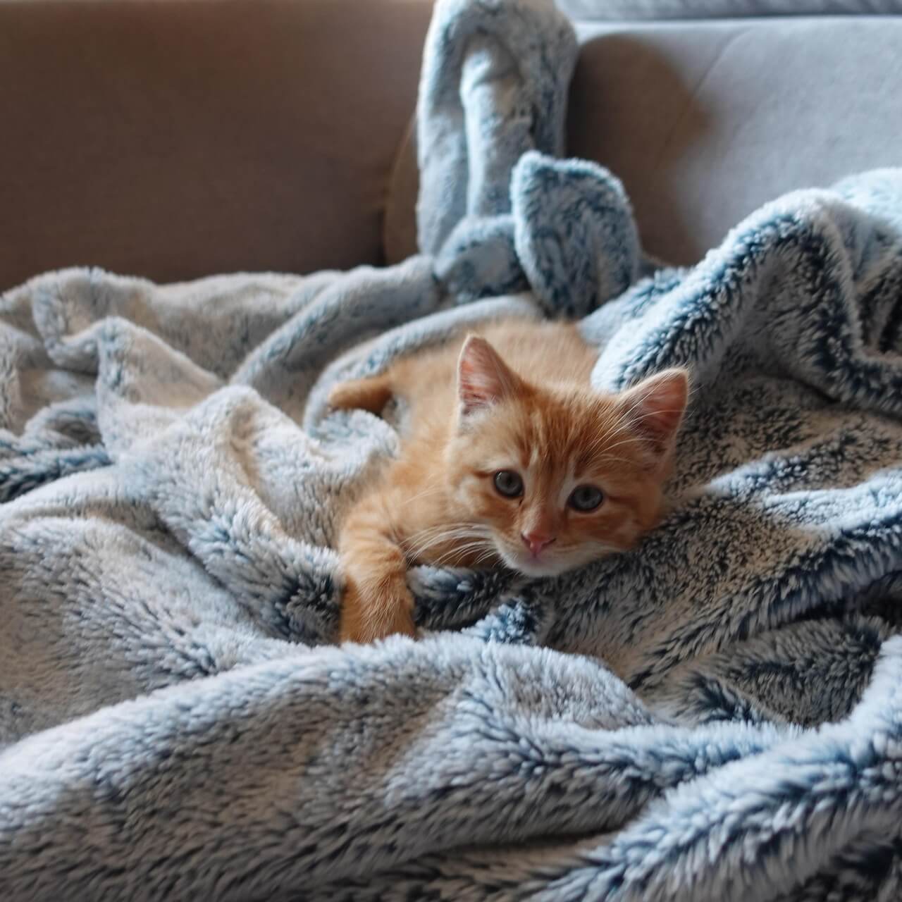 가정내전기안전으로 전기장판에서 잠자는 이미지