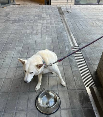 반려견 산책 거부가 시작된 시기 기록