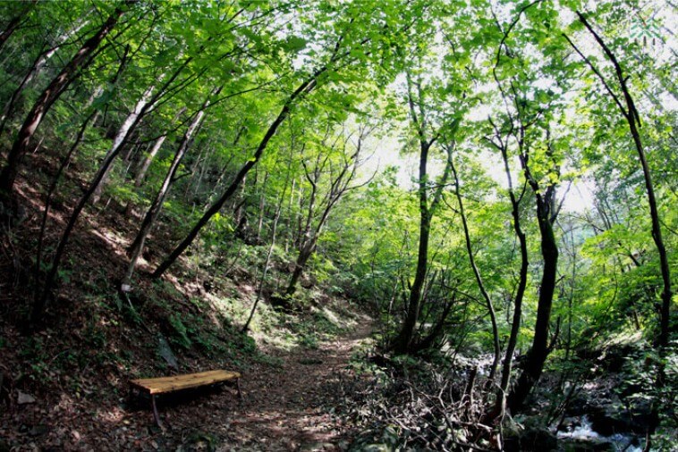백운산자연휴양림 산책길