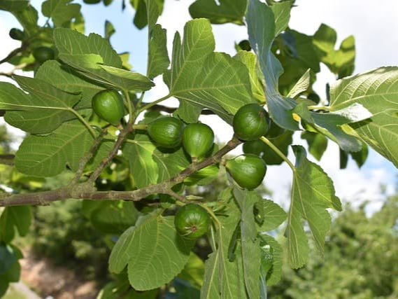 변비 완화에 도움을 주는 무화과