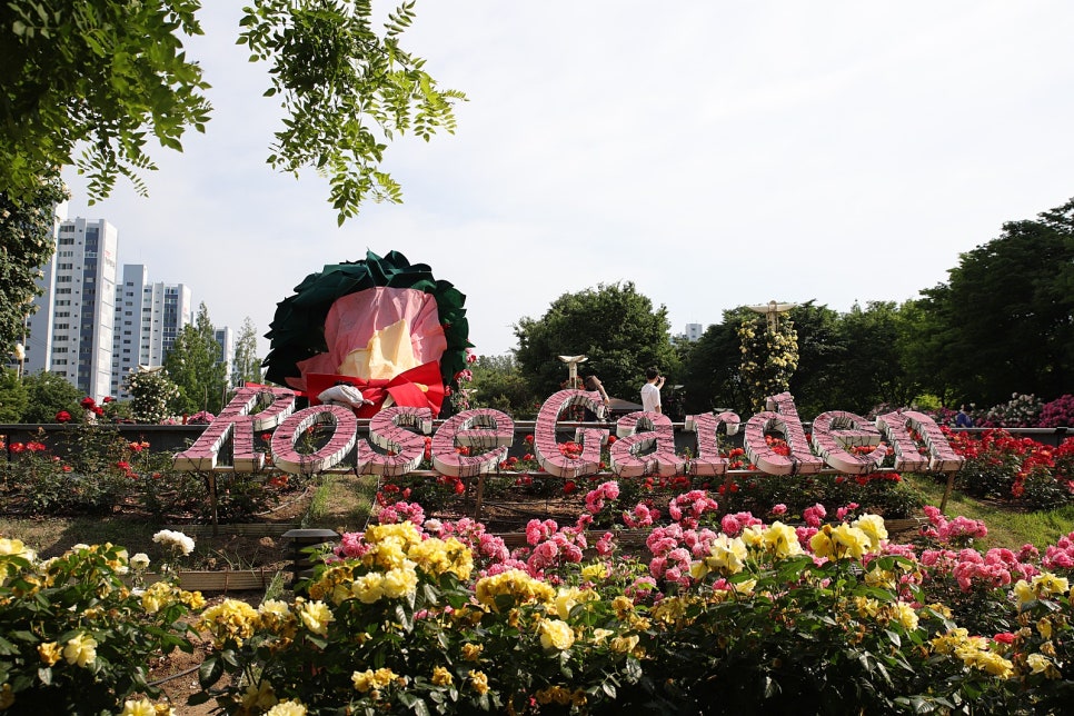 장미꽃 필 무렵