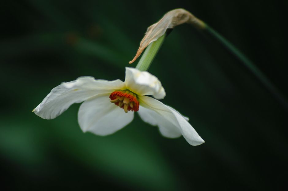 A detailed close-up image of a white narcissus flower with delicate petals and orange center, perfect for nature themes.