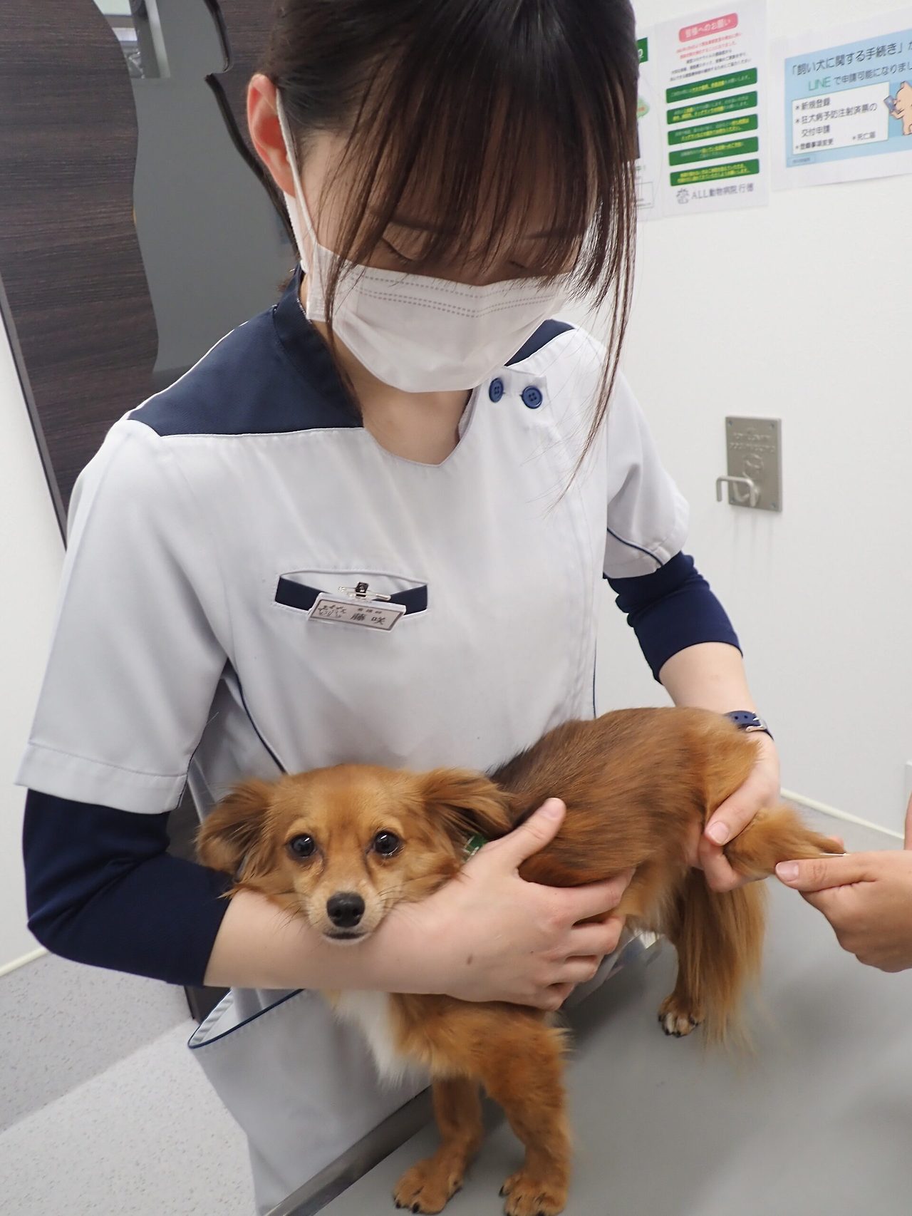 동물보건사
