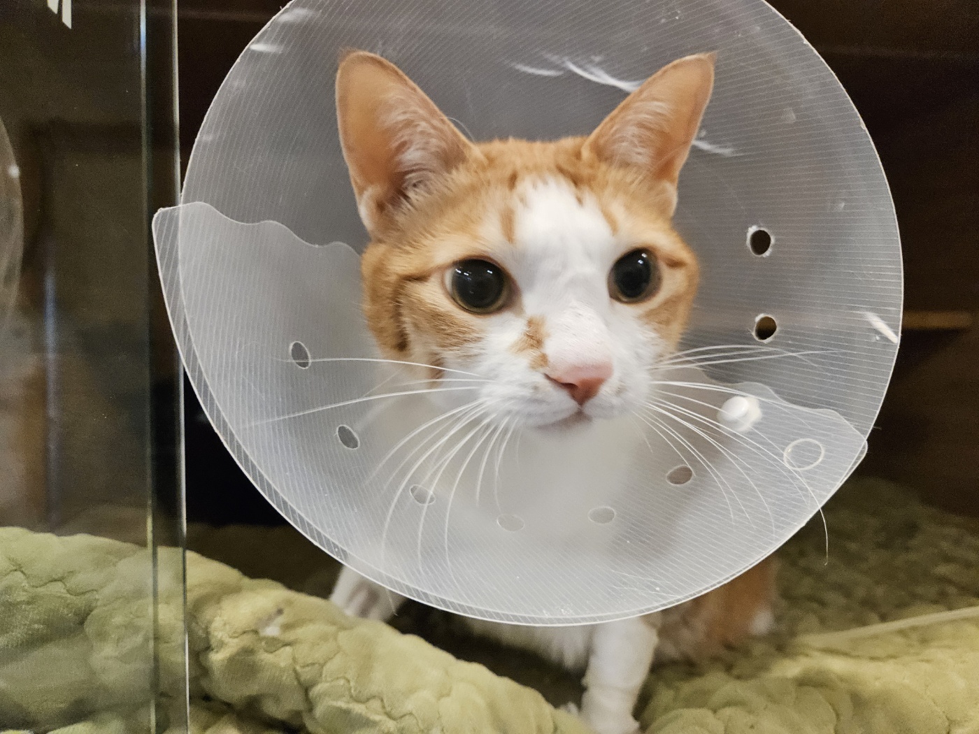 병원에서_온_호야_소식_1