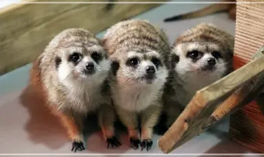 서울대공원-동물원-입장료-가격-할인-이용시간