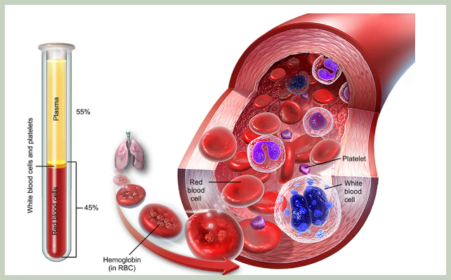 백혈구 WBC 정상수차