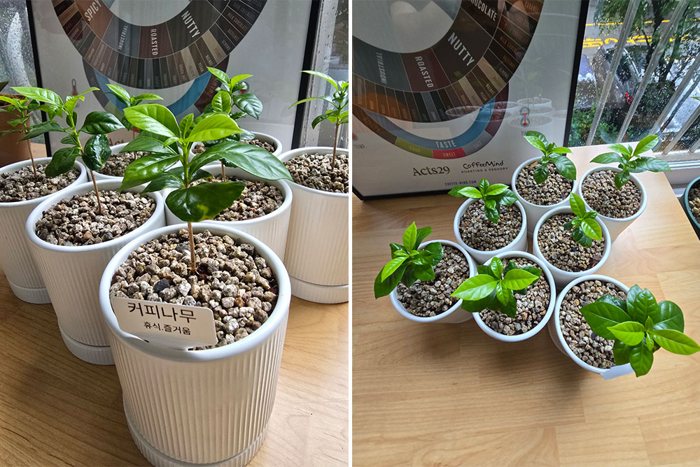 새 화분에 옮겨 심어진 모습