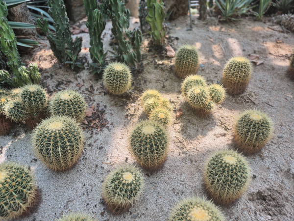 동글동글 귀여운 금호선인장 여러 개가 모여 있는 모습