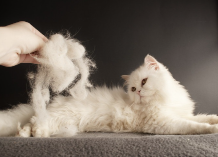 고양이와 털 사진.