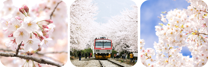 벚꽃