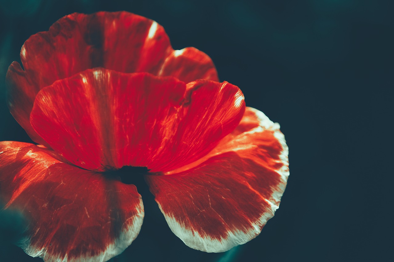 남양주 물의정원 꽃양귀비