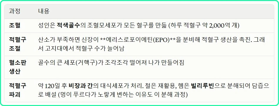 혈액의 생성과 소멸