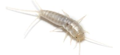 좀벌레 퇴치법2