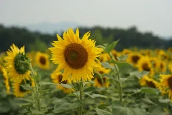 7월 축제 가볼만한 곳 베스트 10 완벽 여행 가이드_25