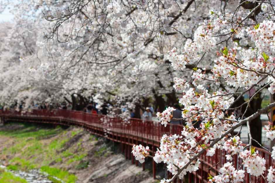 에덴벚꽃길 벚꽃축제 완벽 가이드